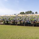 대마초등학교 이미지