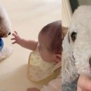 아기강아지 이미지