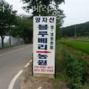방축농장 | 블루베리농장 양자산블루베리농원 블루베리체험 농장 위치 비용 후기
