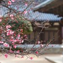 사군자 대나무 | 봄꽃 이야기 매화 꽃말과 역사 | 사군자의 으뜸 봄의 전령사