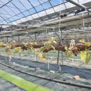 홍이농장 이미지