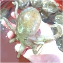 조은식품나라 | [전시 땡처리] 우리나라에서 가장 엄선된 봄 쭈꾸미, 18% 할인 중인 지금이 찬스입니다