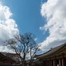 구름이 쉬는 나무 이미지