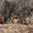 명랑가옥 이미지