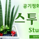 보령꽃사랑꽃집