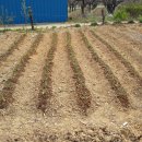 바보농장 이미지