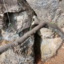 늑대와 여우 이미지