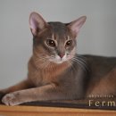 캐터리 페르마타 이미지