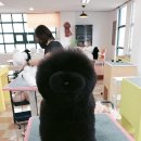 즐거운 애견미용 이미지