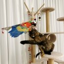 러블리마이펫 이미지