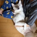 세종사이버대학교 정보보호대학원 | [대학원] 25년 2학기 연세대학교 강사 경험해 보기 (feat. 박사수료생, 대학원생의 강사 후기)