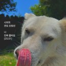 시치미 이미지