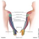 Upper-limb neurodynamic tests(상지 신경동역학 검사) : 요골/정중/척골신경 이미지