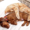 개와 고양이 이미지