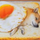 귀여워, 댕댕이 이미지