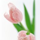 플로리스트(B) 이미지