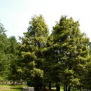 숲에 머물다 이미지