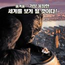 킹콩 King Kong 이미지