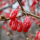 대평리_마을진입로_025 | 전남 가볼 만한 곳. 전라도 겨울여행지 전남 구례군 산수유 열매 군락지 홍보관