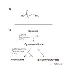 Re:Re:Re:Review: Taurine: A “very essential” amino acid 이미지