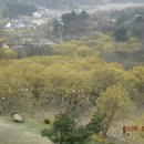 산수유마을