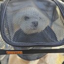 인천서구청라 가치가요 펫택시 이미지