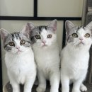 아메숏 캐터리 이미지