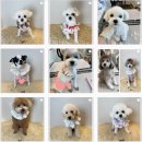 도그미뇽 이미지