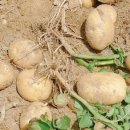 "비타민C"가 많은 감자의 모든 것: 감자는 ‘땅속의 사과’ 이미지