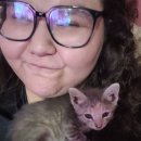 Hello Kitten 이미지