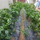 장세영이용소 이미지