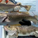 블루마린민박 이미지