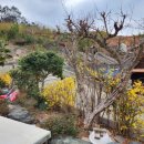 거제양정초등학교 이미지