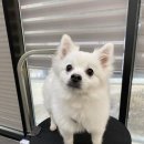 애견백화점 이미지