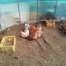 예성농장 이미지