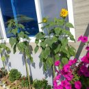 남해쁠라야 이미지