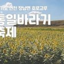 연천 가볼만한곳 해바라기 명소 호로고루 통일바라기 축제 이미지