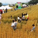 구례밀밭 이미지