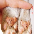 개발바닥 이미지