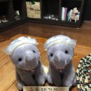 코끼리언니