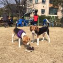 애견은 내친구 이미지