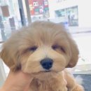 도기로움 네이버블로그
