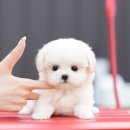 부산애견호텔 강아지유치원 펫퍼센트&코모네하우스 네이버블로그