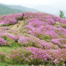 [제459차]산상의 화원 지리산 바래봉 철쭉 산행 예약 좌석표 이미지