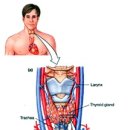 갑상선thyroid gland 이미지