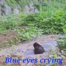 Blue eyes crying in the Rain 이미지