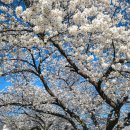 동국대학교사범대학부속금산고등학교 | 전북 김제 / 벚꽃 구경은 조용한 금산중고로...