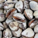 벌교엔마트 이미지