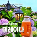 두모가 | 제주 오션뷰 카페 미레이나 수국 가득한 사진맛집 후기