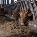 건초사료 이미지